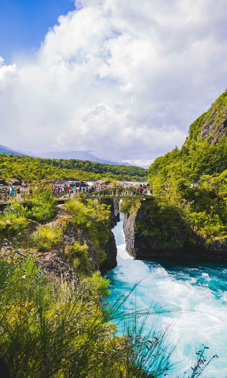lolaroute-patagonia-forest