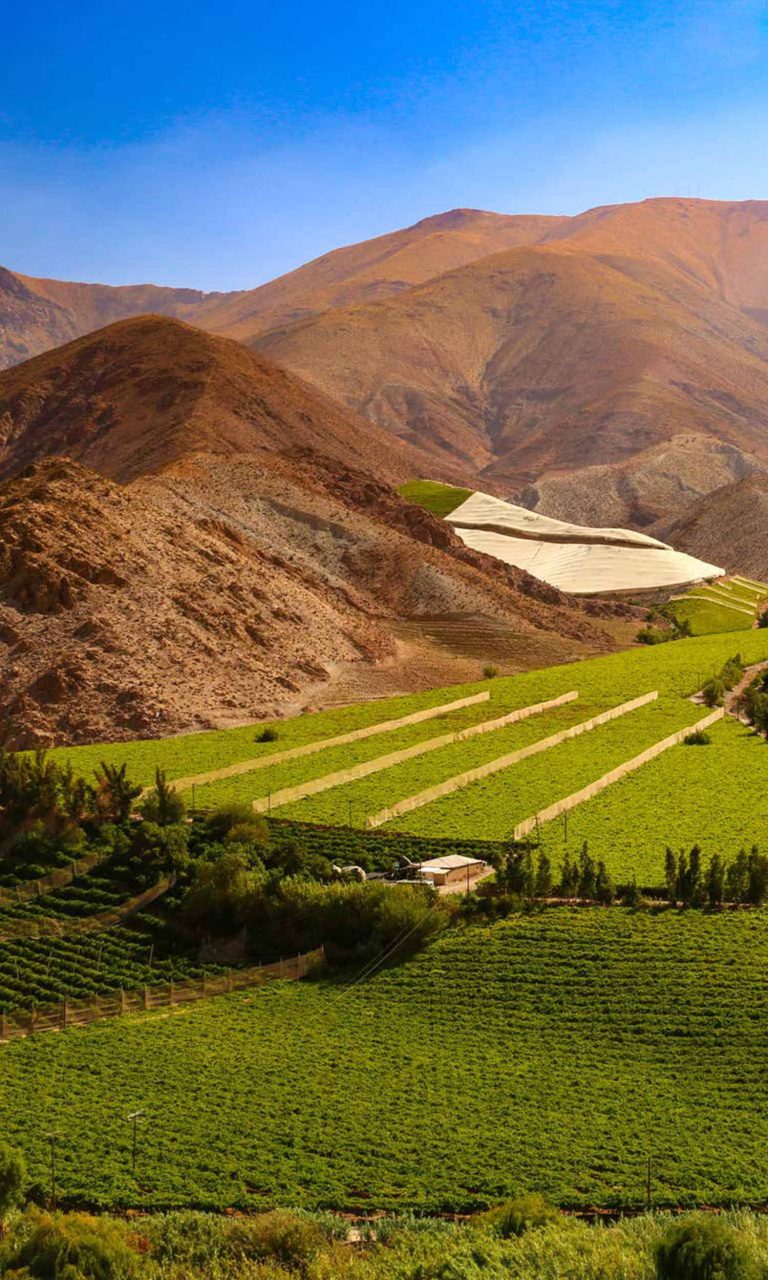 lolaroute-tours-valle-elqui-chile