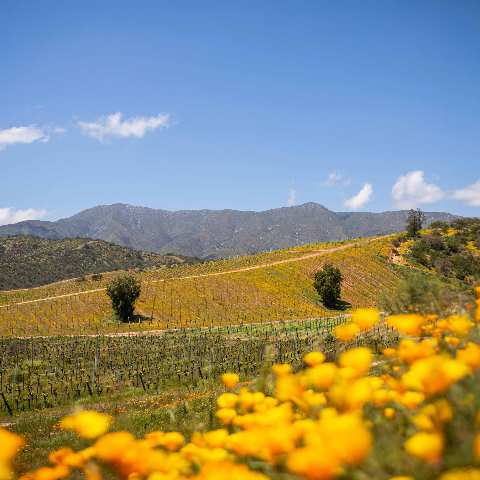 lolaroute-tours-easter-island-06