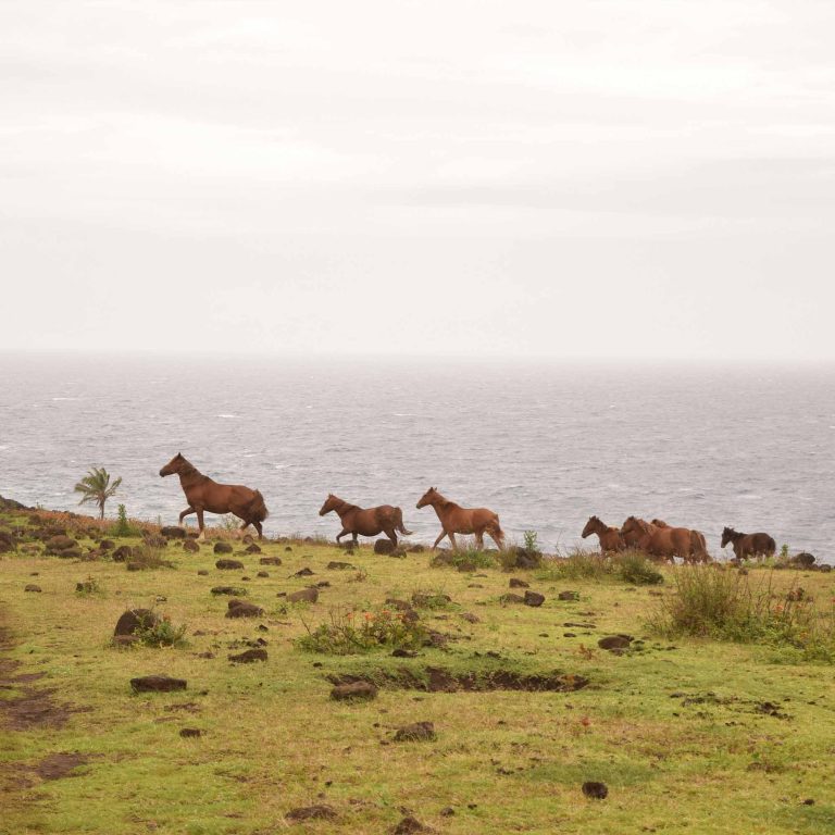 lolaroute-tours-easter-island-18