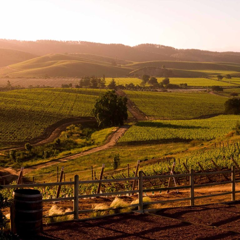 lolaroute-tours-patagonia-forest-01